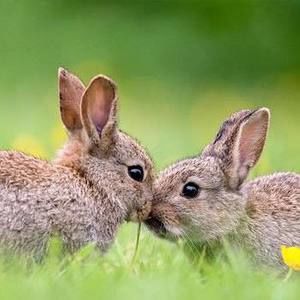 Meet your Posher, Chasity